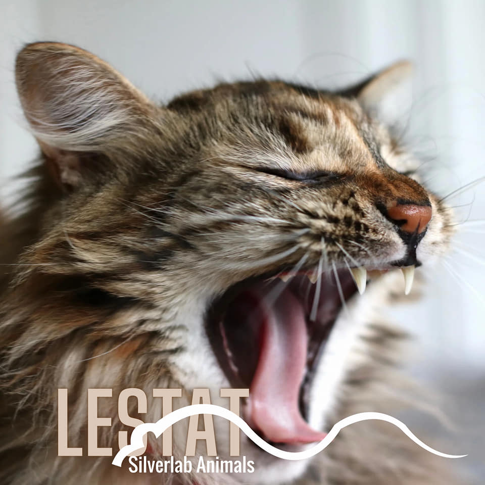 Lestat