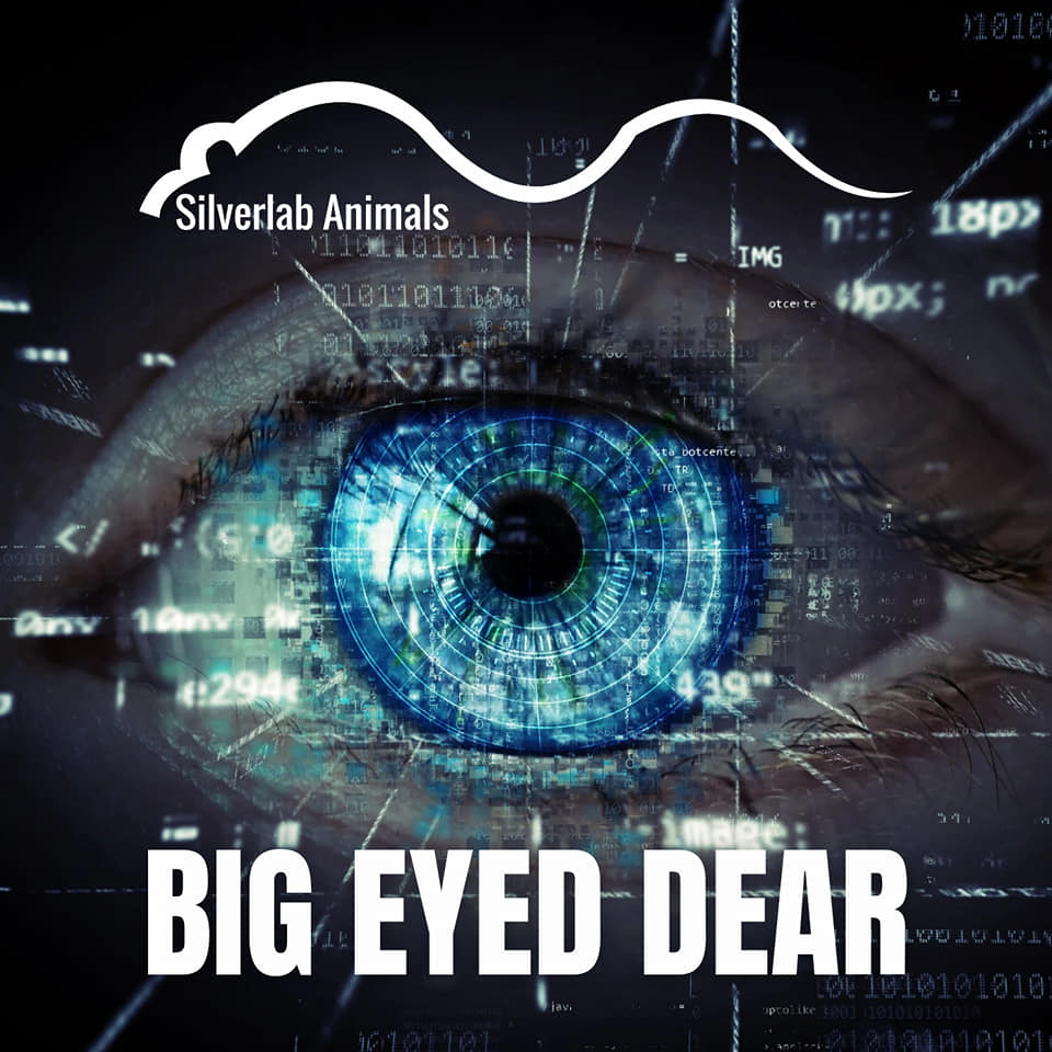 Big Eyed Dear